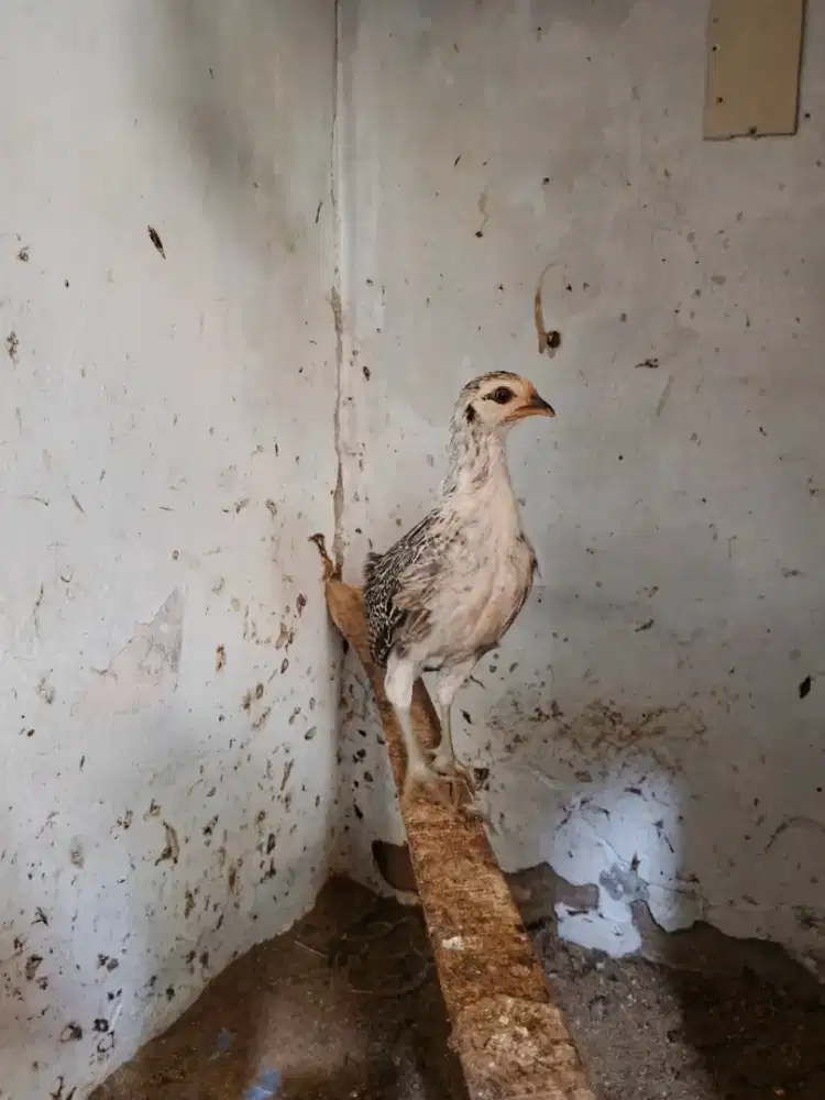 Anakan ayam hutan jalak