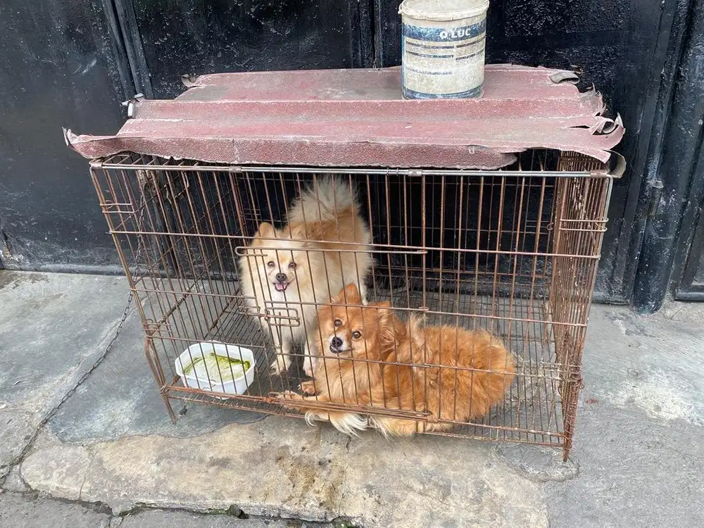 dijual anjing minipom