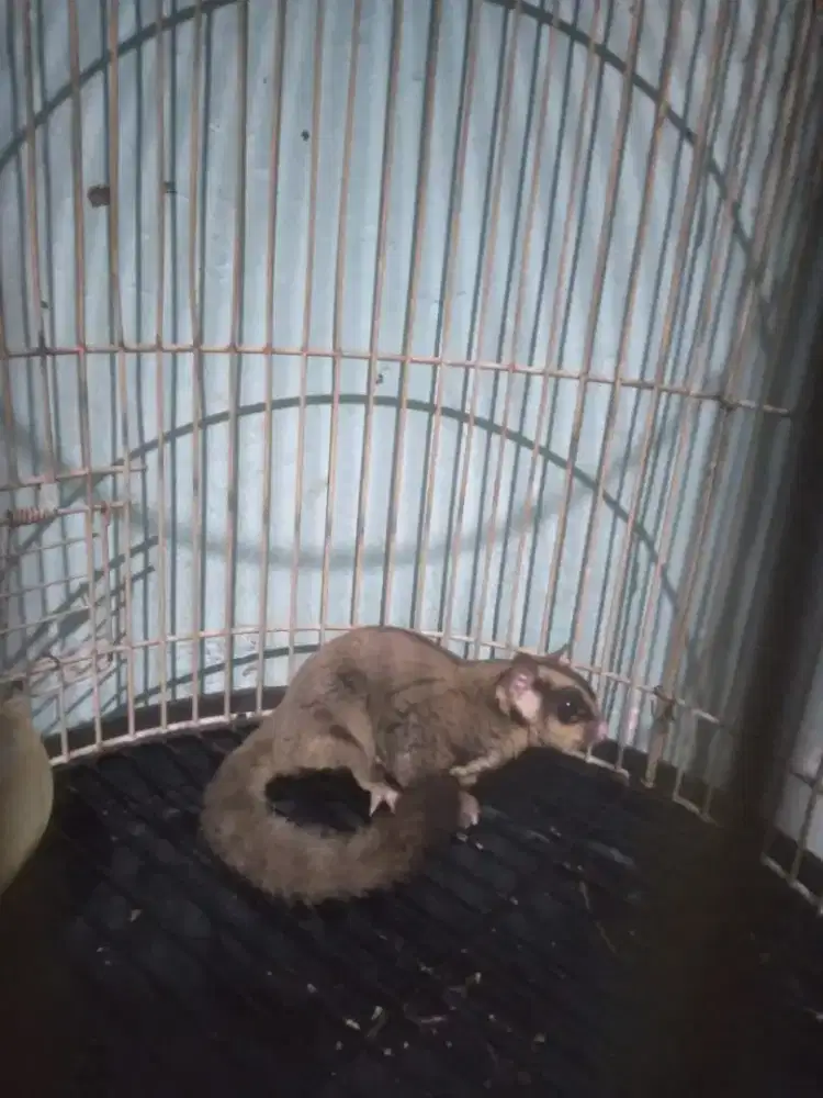 Sugar glider CG dewasa