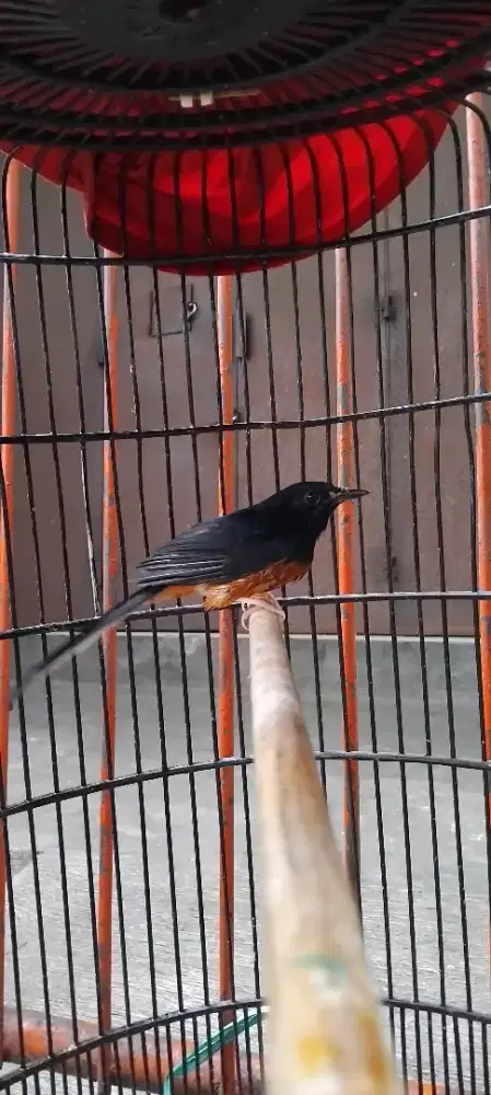 Murai medan muda hutan