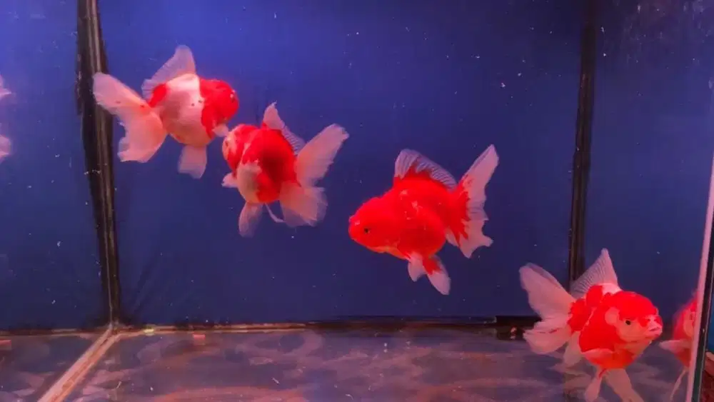 Koki oranda long tail