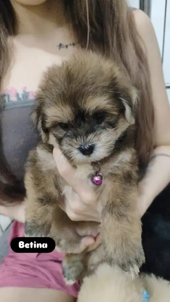 Open adop anak anjing poddle medan