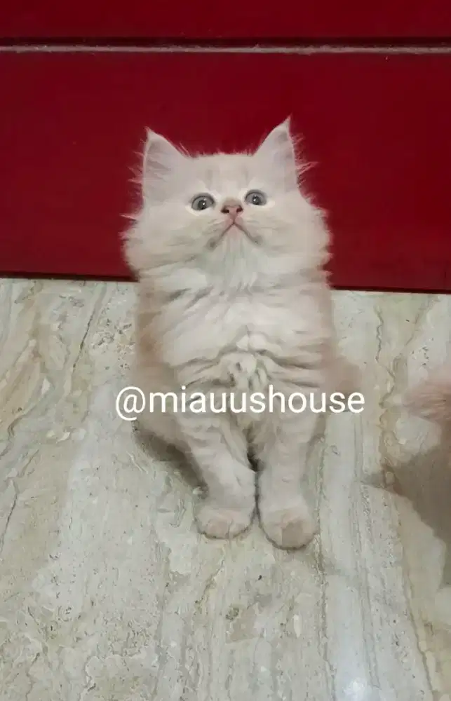 KITTEN PERSIA LONGHAIR BIGBONE