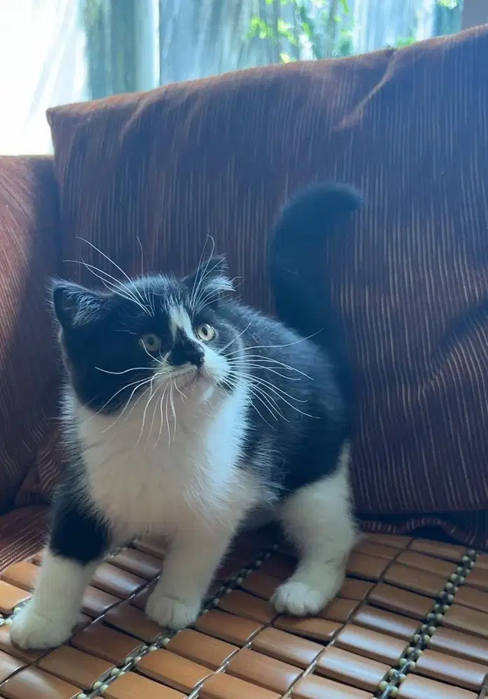 Bsh british shorthair bico white black tuxedo male jantan kitten anak