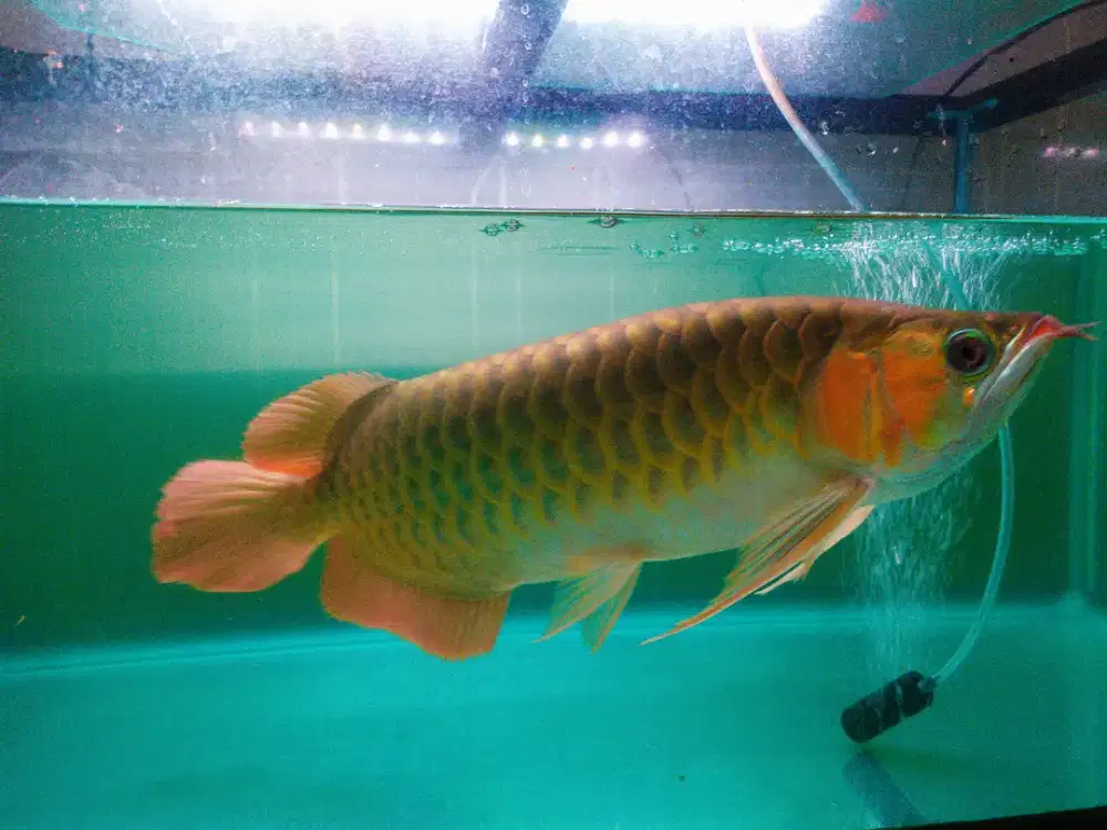 Jual paket arwana super red sumo 55cm + aqua nisso bending 90x45x45