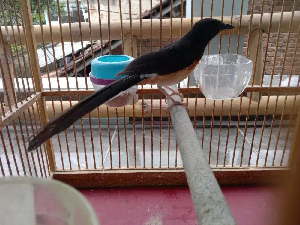 Betina trah ekor panjang