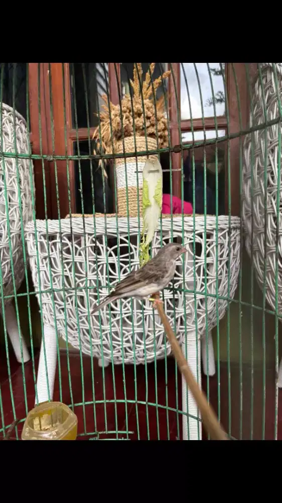 Burung Edel Sanger udah Gacor