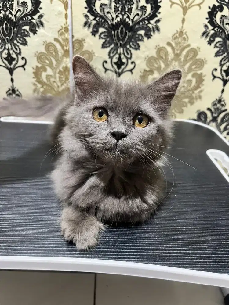 KITTEN PERSIA LONGHAIR