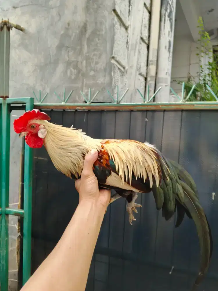 Indukan ayam hutan jalak