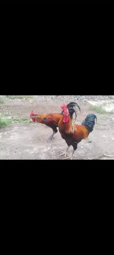 Ayam pelung bukan bangkok kampung