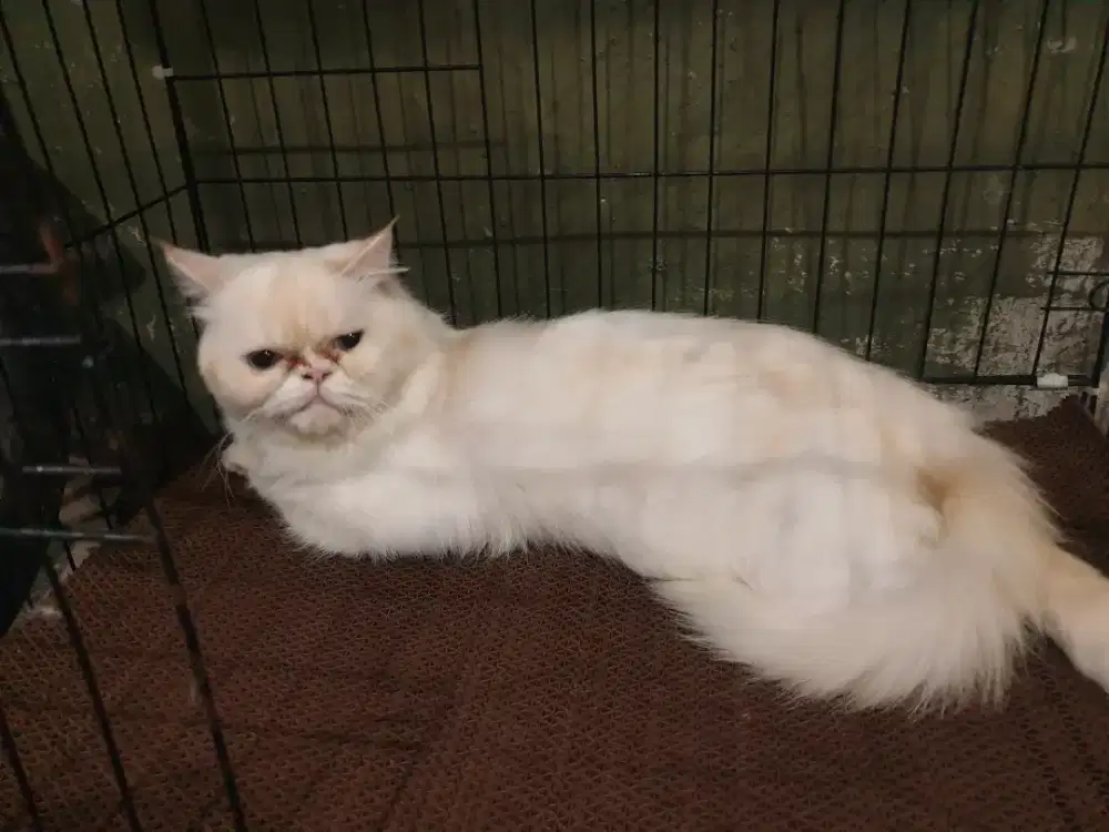 Kucing persia peaknose jantan white solid