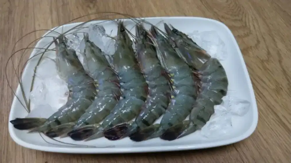 Udang tiger prawn pancet