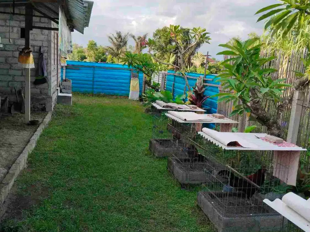disewakan rumah sederhana lingkungan nyaman ketewel
