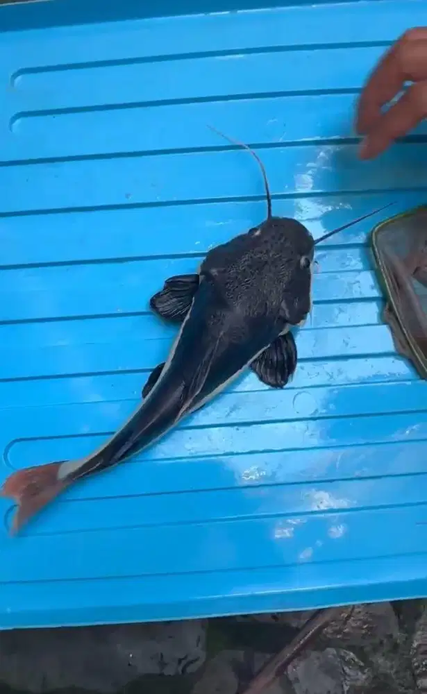 DIJUAL CEPAT RTC (RED TAIL CATFISH)IKAN PREDATOR,TANKMATE