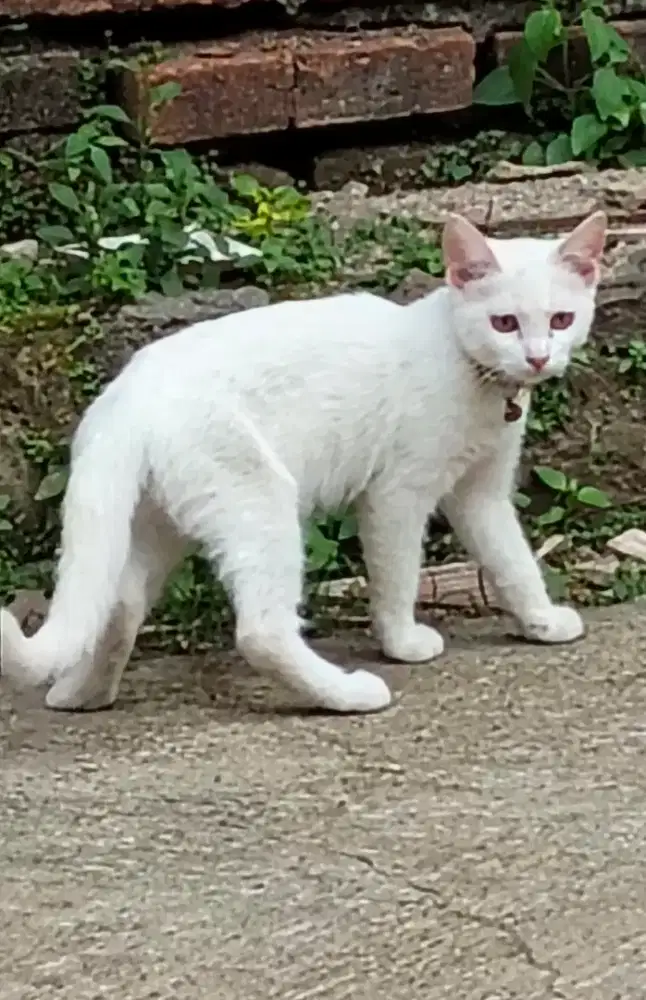 Persia medium mixdome