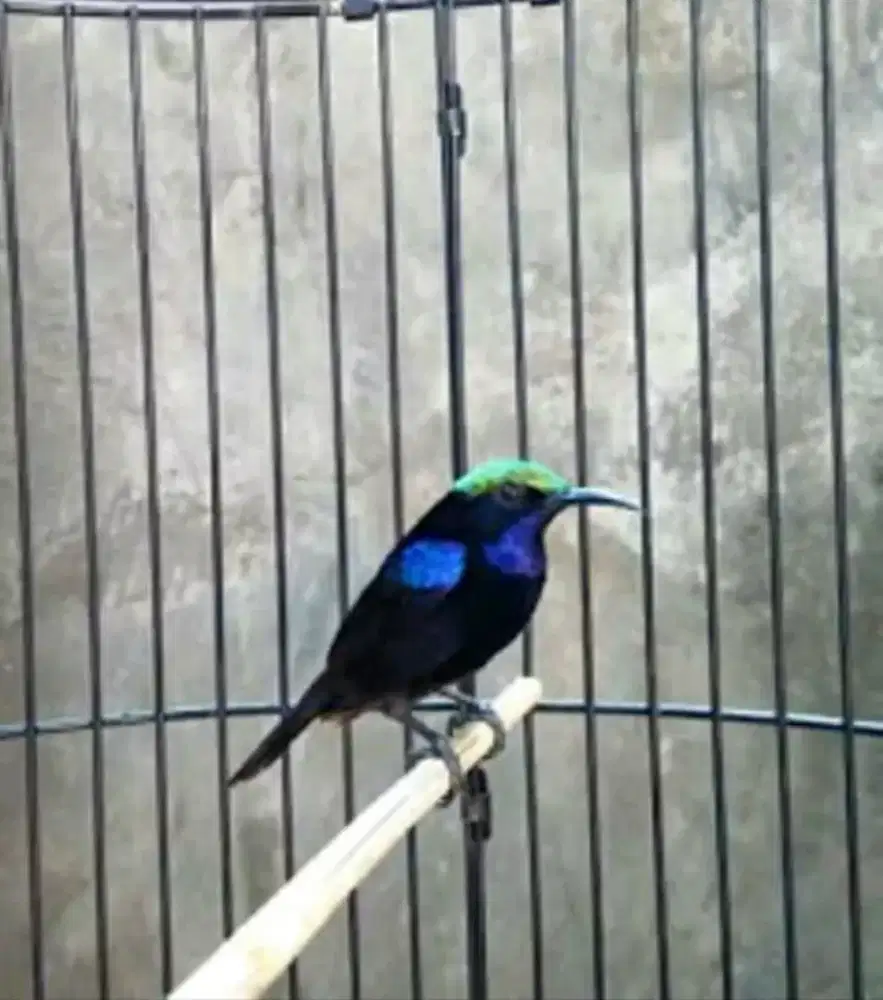 1 Pasang Kolibri Jinak Gacor Fulset