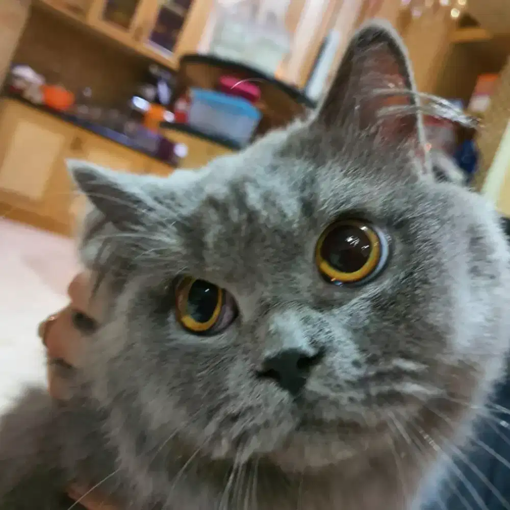 Jual Cepat Kucing British Long Hair Jantan