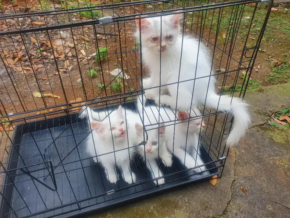 KUCING MURAH PERSIA ANGGORA KITTEN SEMARANG
