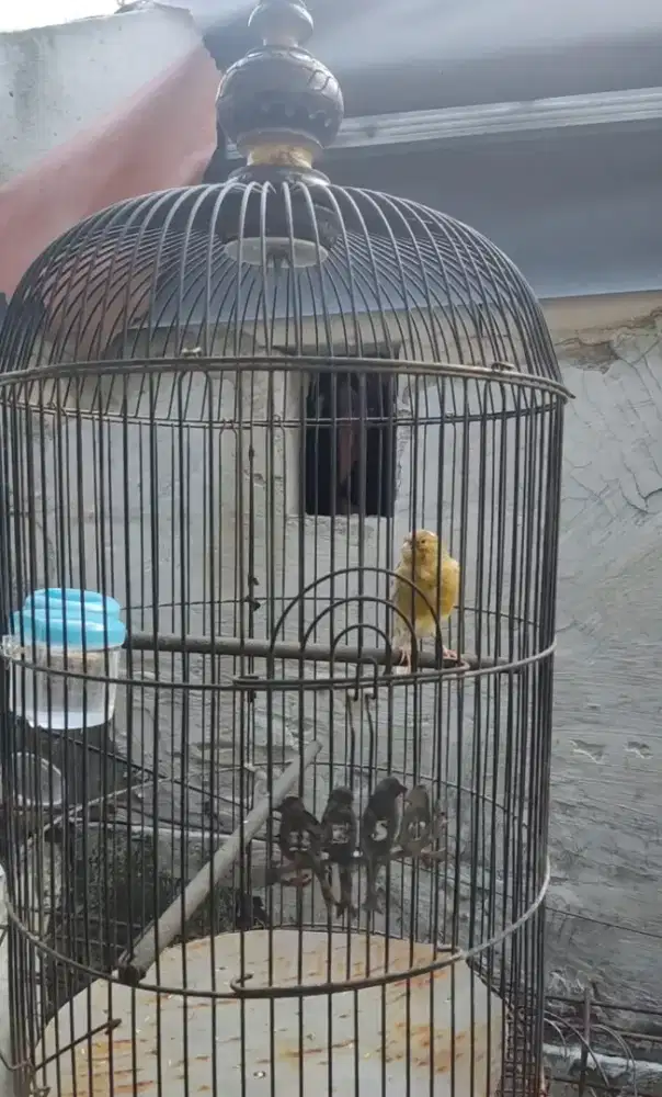 kenari paud rajin bunyi