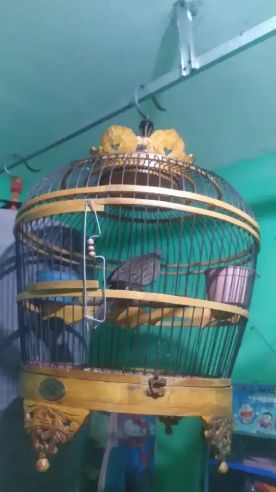 Tekukur kuk 2 sandingan 3