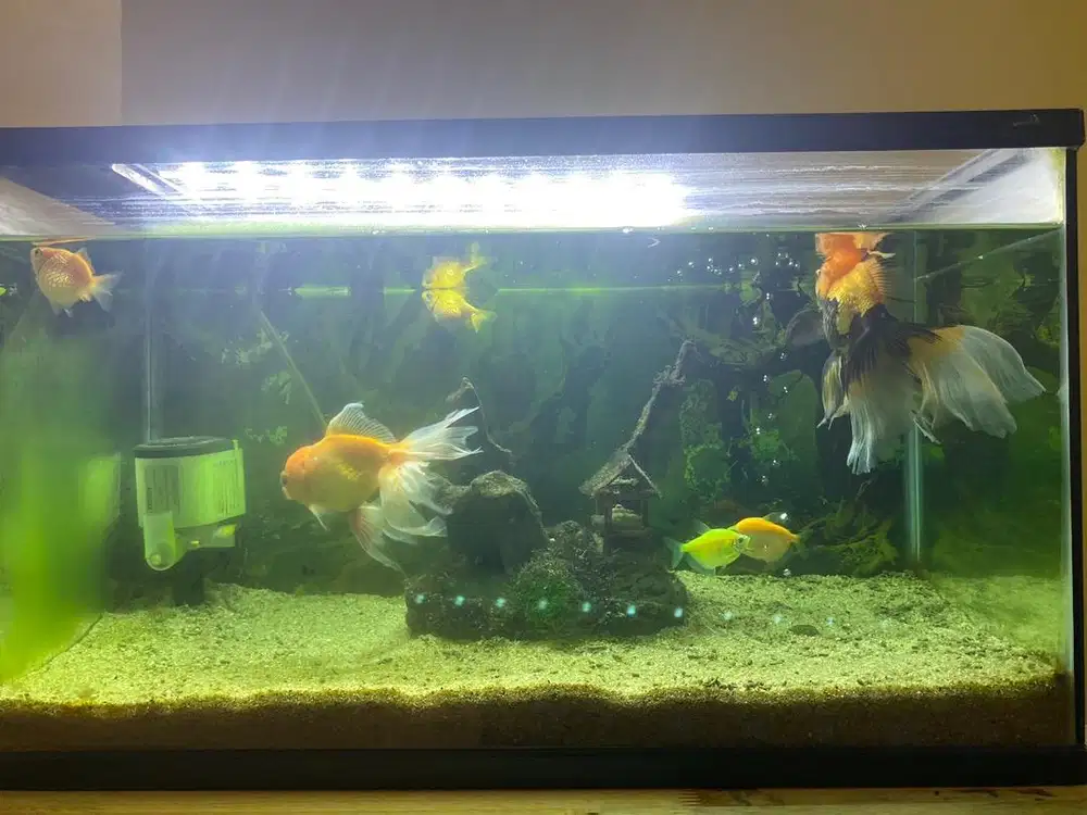 Aquarium ikan lengkap