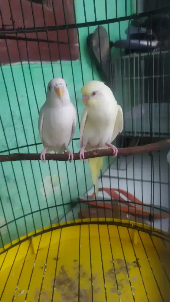 Parkit albino dan litino