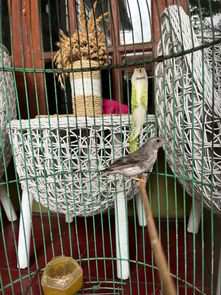 Edel Sanger Sudah Gacor