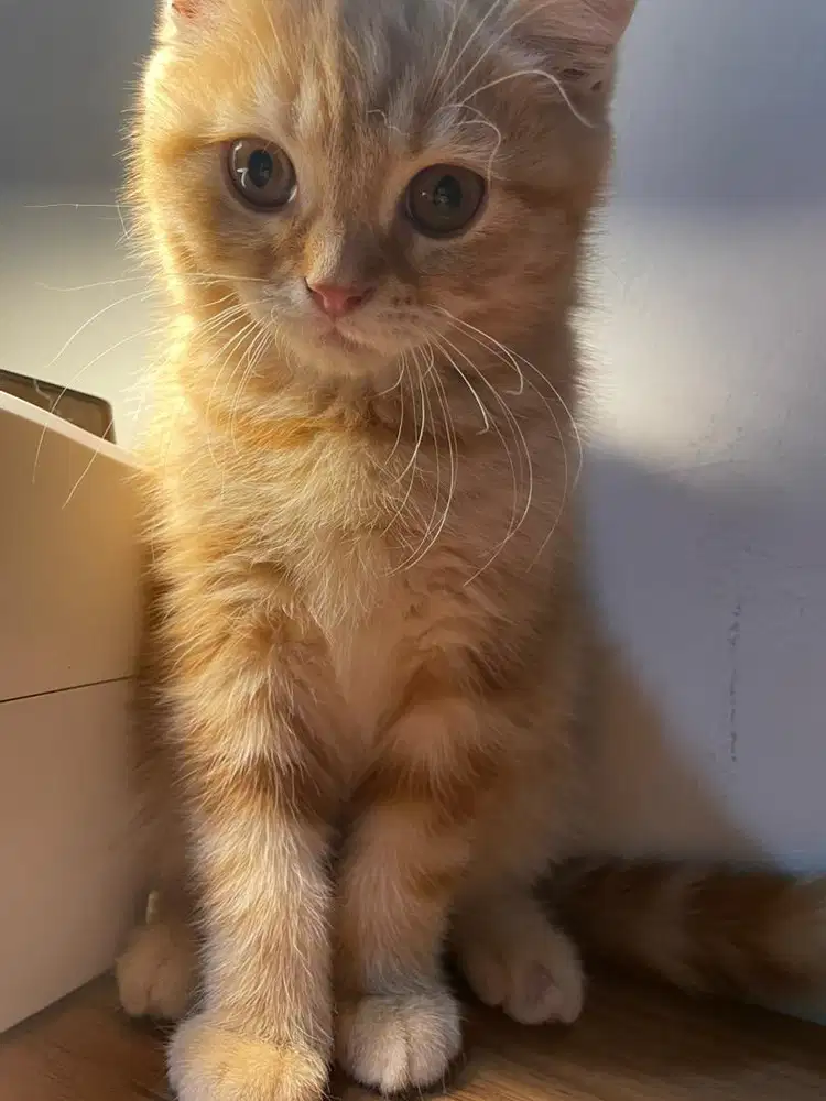 Kucing Scottish Straight Mix Oren Jantan Shorthair