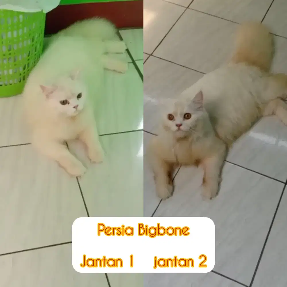 Kucing Persia Bigbone putih Jantan 8 bulan , Gemoy dan Ganteng.