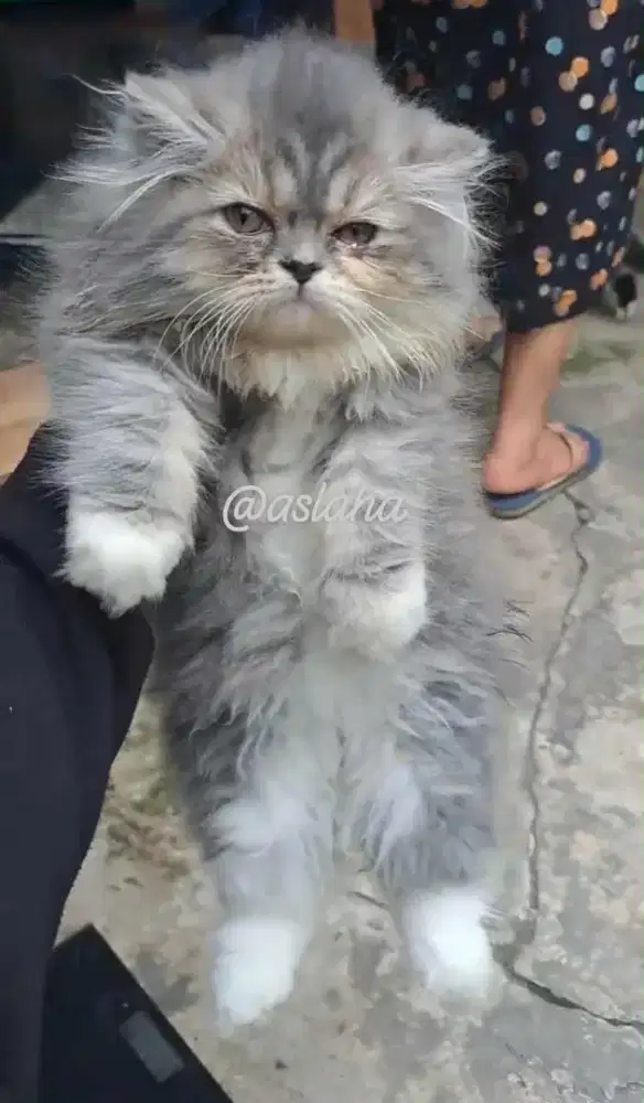 Anak kucing anggora/kitten flatnose jantan/kucing persia jantan