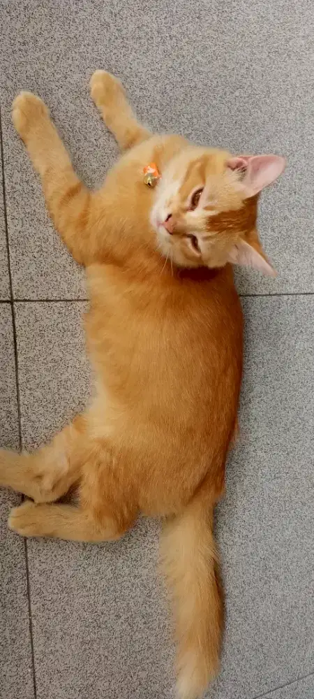 Kucing  JANTAN ada tiga