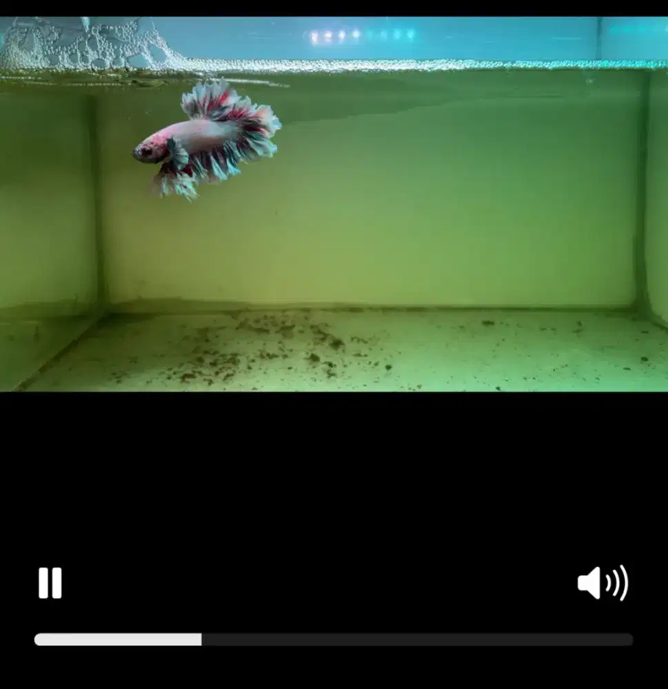 Ikan cupang kft ( kriwil / brokoli )