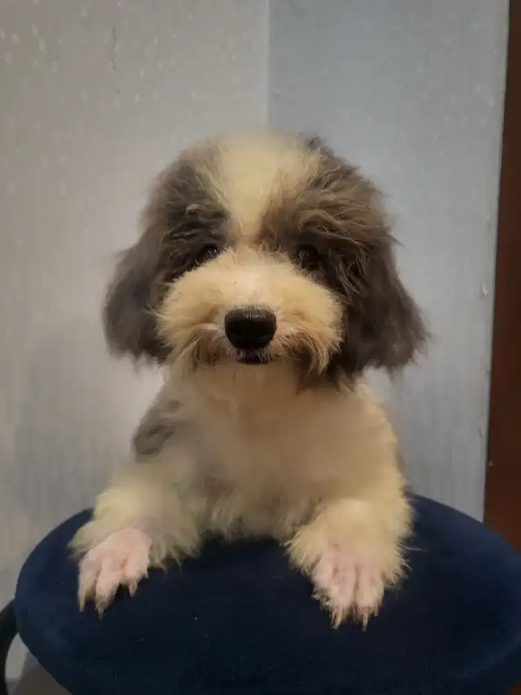 Tiny poodle STAMBUN calon indukan