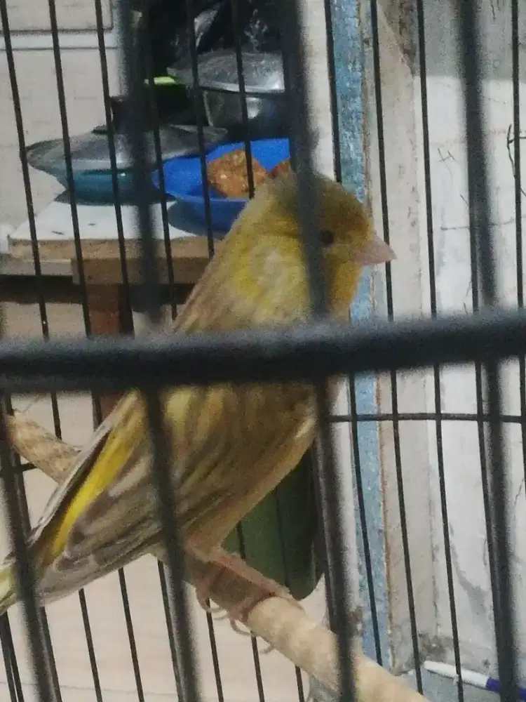 Kenari warna Isabel  af