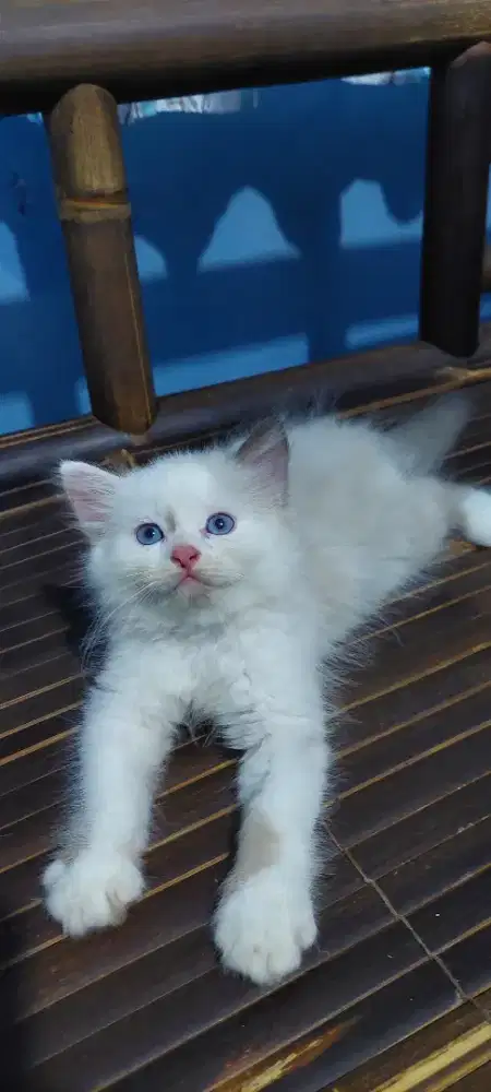 Kucing Ragdoll terjangkau
