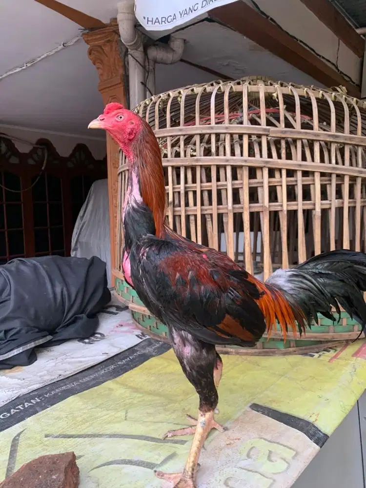 Ayam bangkok pamangon