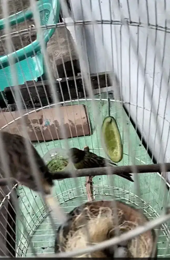 Di jual burung kenari sepasang LG ngeram telor 3