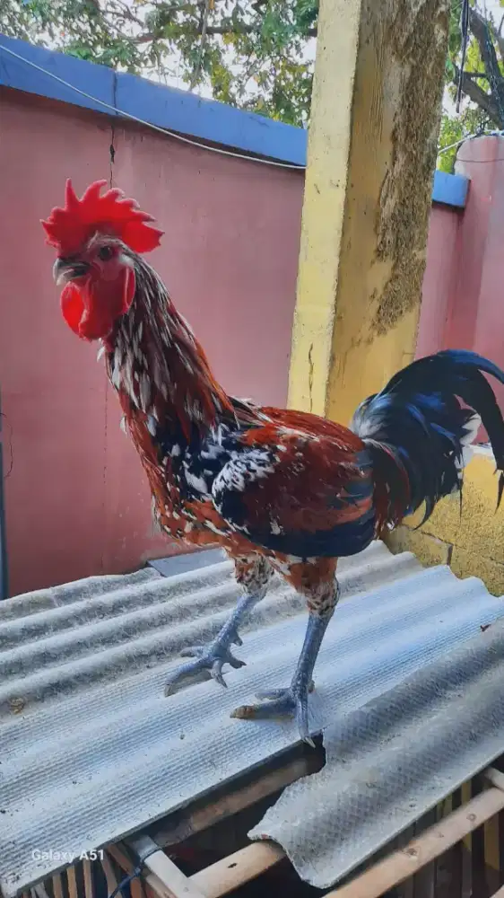 AYAM PELUNG TRAH JUARA