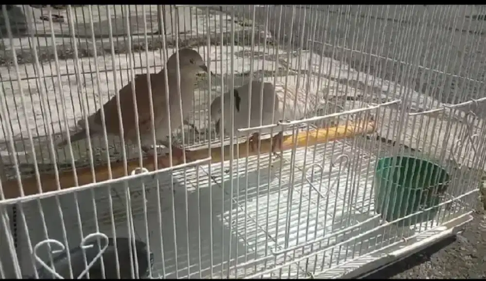 Puter pelung sepasang