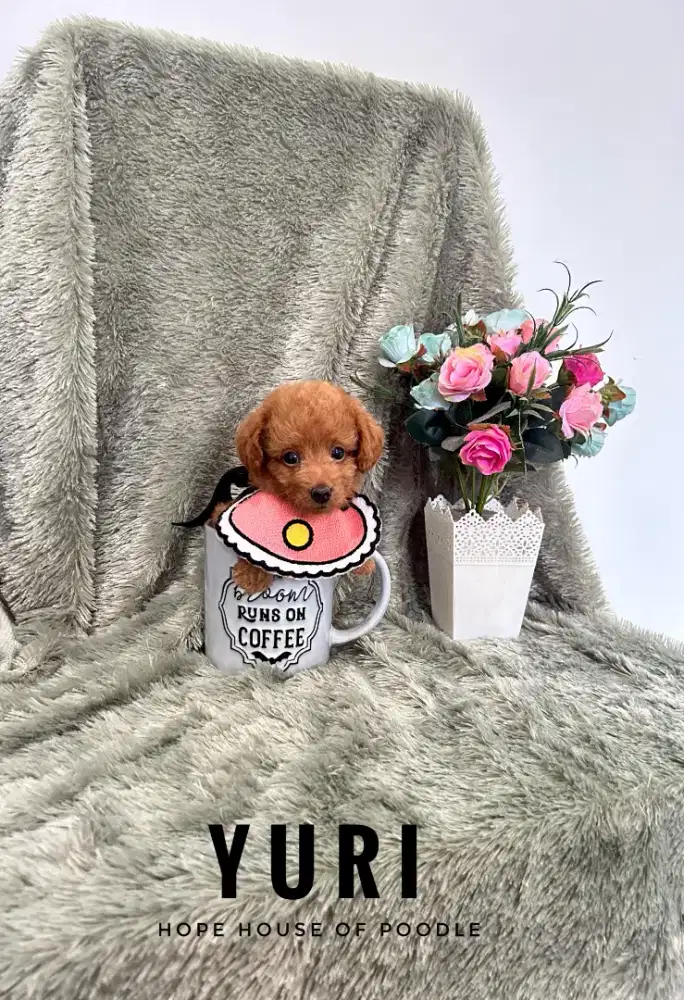 Teacup Red Poodle Female