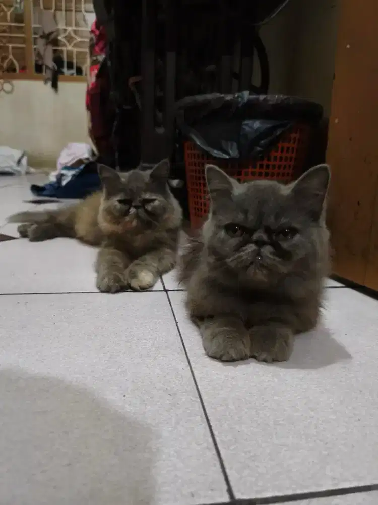 Kucing peaknose long hair usia 3 bulan
