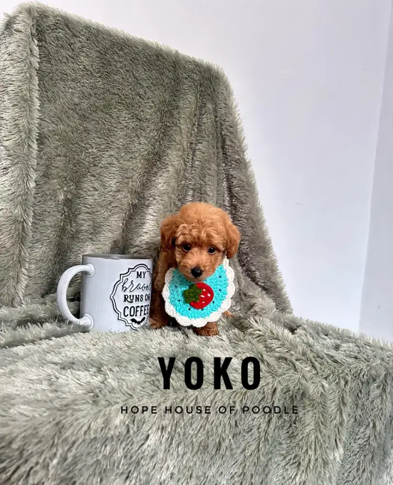 Tiny Red Poodle Male