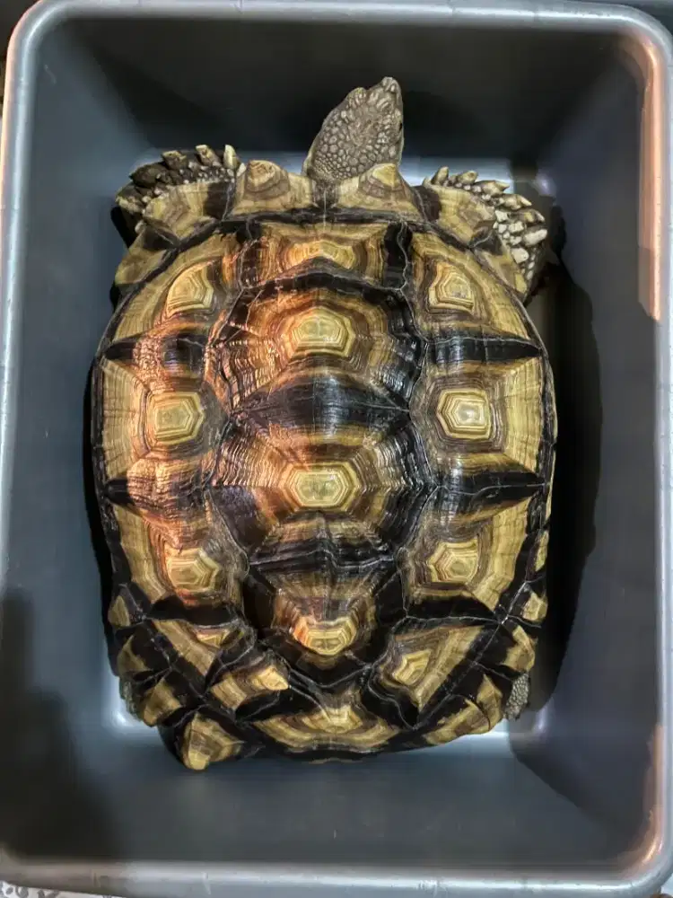 Sulcata betina size 47cm