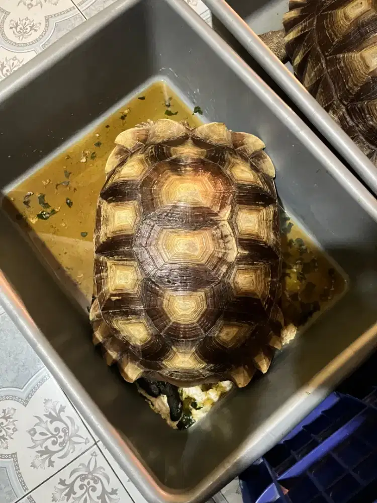 Sulcata betina size 43cm