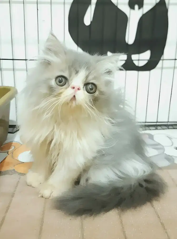 Persia peaknose jantan