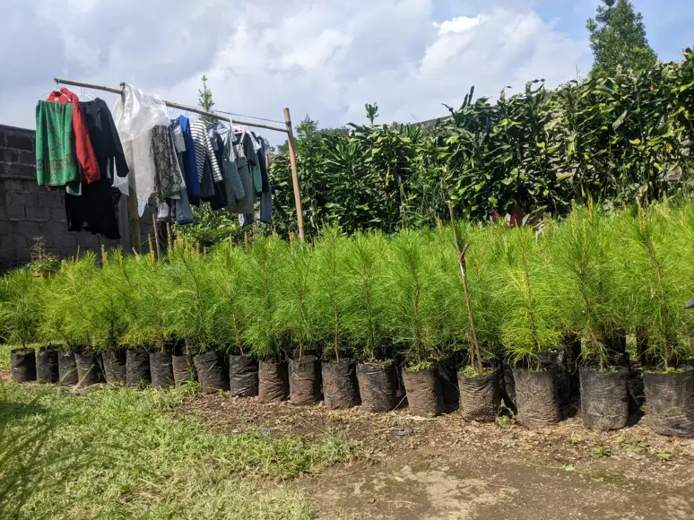 Bibit Pohon pinus siap tanam