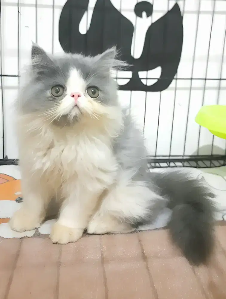 Persia peaknose jantan