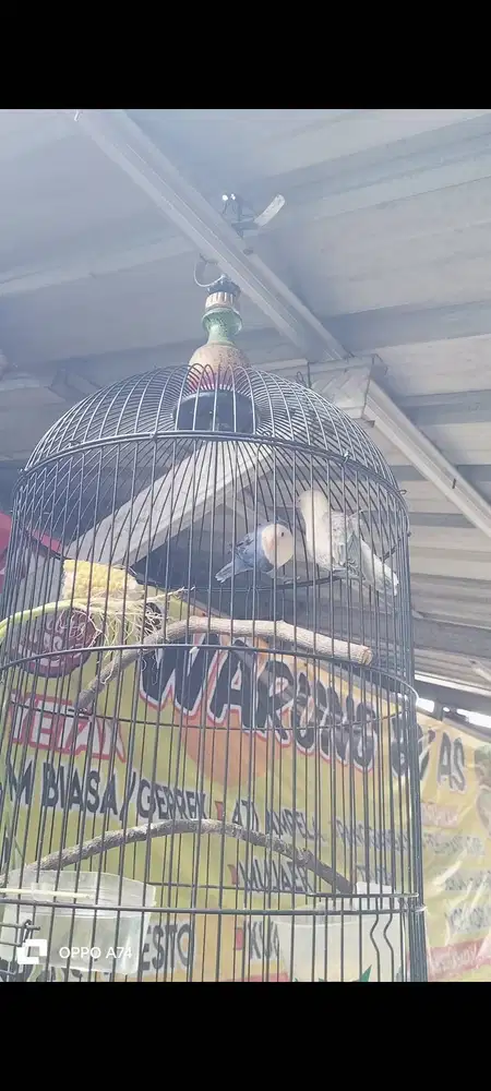 BU jual Lovebird   bio vio dark x bio Ewing mouve