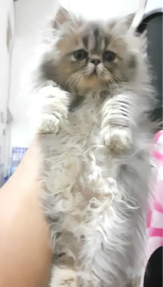 Persia peaknose betina