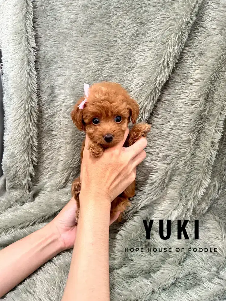 Teacup Red Poodle Female Lucu